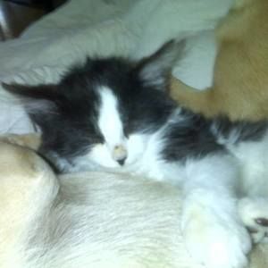 Meet your Posher, Pat